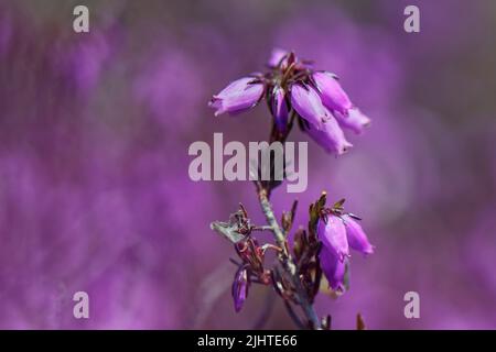 Fleur de bruyère (Erica cinerea), Dorset heathland, Royaume-Uni, juin. Banque D'Images