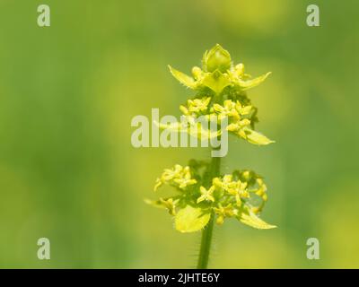 Crosswort (Cruciata laevipes = Galium cruciata) fleurit sur une pente herbeuse, réserve naturelle de Murhill Bank, Wiltshire, Royaume-Uni, juin. Banque D'Images