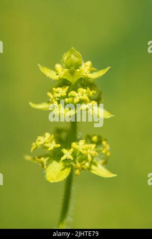 Crosswort (Cruciata laevipes = Galium cruciata) fleurit sur une pente herbeuse, réserve naturelle de Murhill Bank, Wiltshire, Royaume-Uni, juin. Banque D'Images