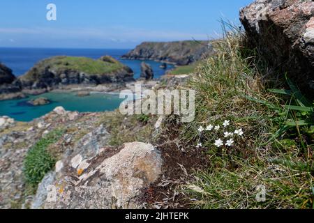 Spring Sandwort (Minuartia verna) floraison de la souche parmi les rochers libres sur un sommet de falaise, Kynance Cove, le Lizard, Cornwall, Royaume-Uni, Juin. Banque D'Images