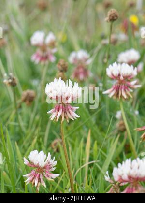 Le trèfle de l'Ouest (Trifolium occidentale) fleurit sur les prairies à sommet de falaise, une espèce rare de côtes du Sud-Ouest au Royaume-Uni, le Lizard, Cornouailles. Banque D'Images