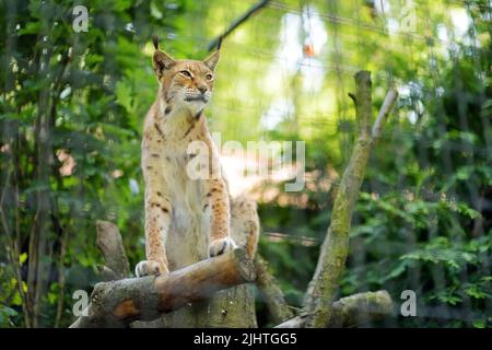 Portrait en gros plan d'un Lynx eurasien (Lynx lynx) dans un zoo Banque D'Images