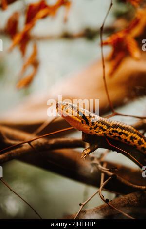 Vue verticale de la tête jaune de l'anaconda sur la branche Banque D'Images