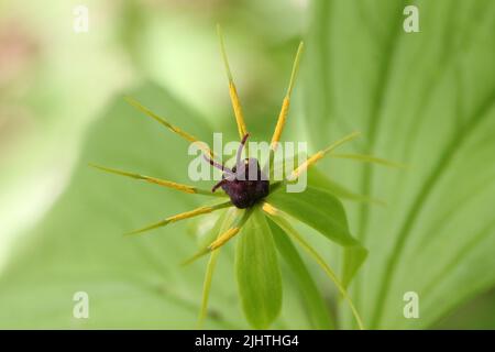 fleur de nœud de l'amoureux vrai dans une forêt ombragée Banque D'Images