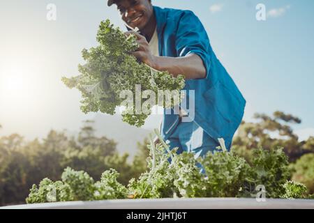 Beaucoup de gens axés sur la santé seront heureux. Un jeune agriculteur debout seul et moissonnant du kale. Banque D'Images