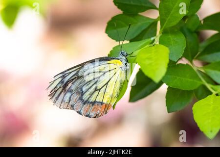 Un papillon commun Jezebel, jaune et orange sur un arbre en Inde Banque D'Images