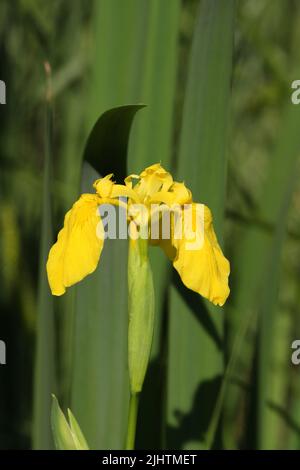 iris jaune ou fleur drapeau jaune en été Banque D'Images