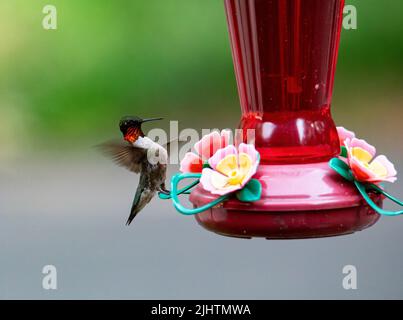 Un colibris à gorge rubis mâle débarquant sur un mangeoire à nectar. Banque D'Images