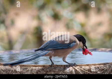 Magpie ibérique (Cyanopica Cooki). Oiseau mangeant un raisin. Banque D'Images