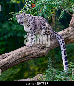 Le léopard des neiges (Panthera uncia) est assis sur un tronc d'arbre et montre la proie Banque D'Images