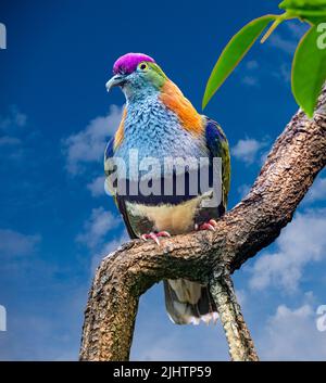 Superbe dove de fruits (Ptilinopus superbus) se trouve sur une branche. Wilhelma, jardin zoologique et botanique, Stuttgart, Bade-Wurtemberg, Allemagne, Europe Banque D'Images