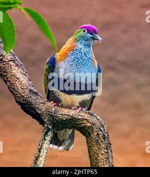 Superbe dove de fruits (Ptilinopus superbus) se trouve sur une branche. Wilhelma, jardin zoologique et botanique, Stuttgart, Bade-Wurtemberg, Allemagne, Europe Banque D'Images