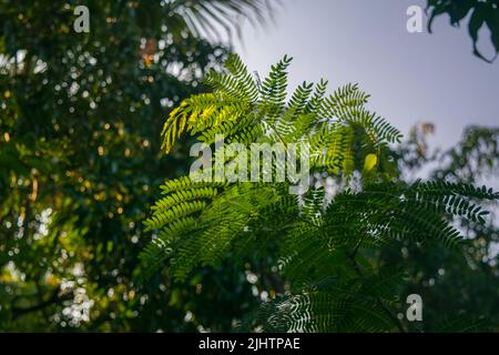 Petites feuilles d'arbre de couleur verte avec des rayons du matin sur elle avec un arrière-plan flou. Mise au point sélective utilisée. Banque D'Images