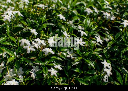 Les fleurs de jasmin commun ont fleuri sur la plante et entouré de leveas verts. Mise au point sélective utilisée. Banque D'Images