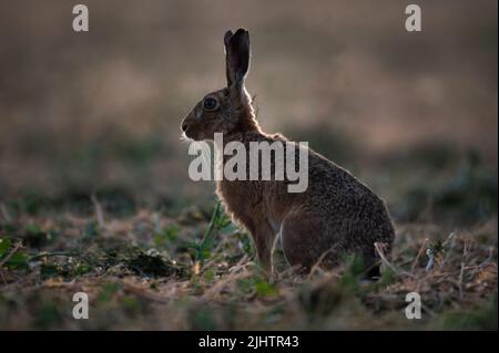 Lièvre brun Lepus europaeus rétro-éclairé par le soleil du soir sur un ancien aérodrome de North norfolk, Royaume-Uni Banque D'Images