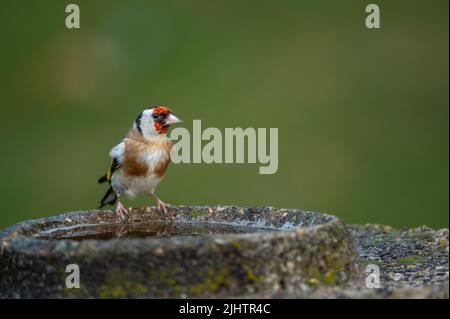 Goldfinch(Carduelis carduelis) vient boire dans un bain d'oiseaux de jardin à North Norfolk, Royaume-Uni Banque D'Images