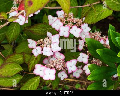 Rose picotee blanc lacecap fleurs de l'arbuste de montagne robuste Hydrangea, Hydrangea serrata 'Kiyosumi' Banque D'Images