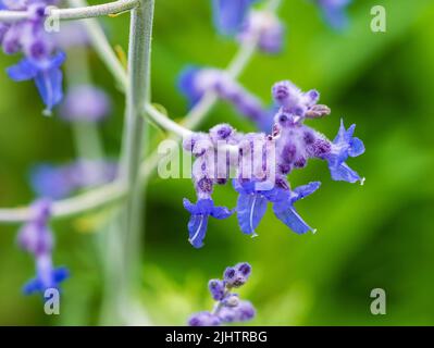 Gros plan des bourgeons et des fleurs bleues de la sauge russe robuste, Perovskia atriplicifolia 'Blue Spire' Banque D'Images