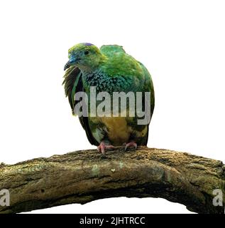 Superbe dove de fruits (Ptilinopus superbus) se trouve sur une branche. Wilhelma, jardin zoologique et botanique, Stuttgart, Bade-Wurtemberg, Allemagne, Europe Banque D'Images