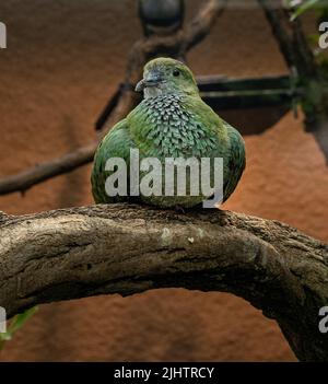 Superbe dove de fruits (Ptilinopus superbus) se trouve sur une branche. Wilhelma, jardin zoologique et botanique, Stuttgart, Bade-Wurtemberg, Allemagne, Europe Banque D'Images