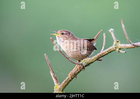 Un wren (troglodytes troglodytes) chantant dans la réserve naturelle des terres agricoles de Beddington à Sutton, Londres. Banque D'Images