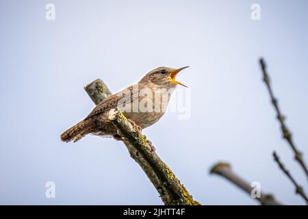 Un wren (troglodytes troglodytes) chantant dans un arbre de la réserve naturelle des terres agricoles de Beddington à Sutton, Londres. Banque D'Images