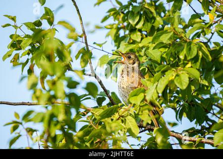 Une chanson de muguet (Turdus philomelos) chantant dans un frêne dans la réserve naturelle des terres agricoles de Beddington à Sutton, Londres. Banque D'Images