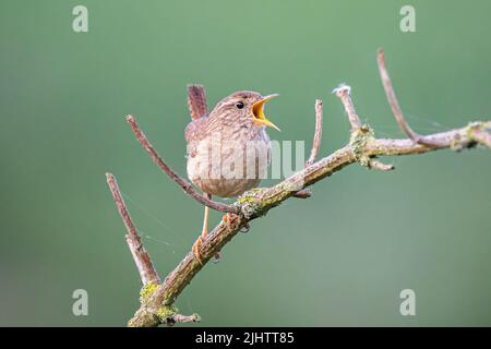 Un wren (troglodytes troglodytes) chantant dans la réserve naturelle des terres agricoles de Beddington à Sutton, Londres. Banque D'Images