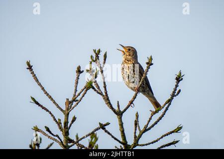 Une chanson de muguet (Turdus philomelos) chantant dans un frêne dans la réserve naturelle des terres agricoles de Beddington à Sutton, Londres. Banque D'Images