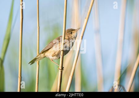 Une paruline à roseaux (Acrocephalus scirpaceus) dans la réserve naturelle des terres agricoles de Beddington à Sutton, Londres. Banque D'Images