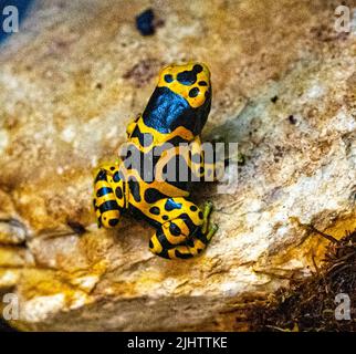 Grenouille de dart toxique à bande jaune ou grenouille de dart toxique à tête jaune (Dendrobates leucomelas). Grenouille tropicale vivant en Amérique du Sud. Banque D'Images