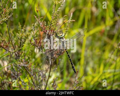 Dragonfly mâle à anneau doré alias Cordulegaster boltonii. Banque D'Images