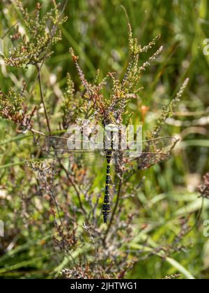 Dragonfly mâle à anneau doré alias Cordulegaster boltonii. Banque D'Images