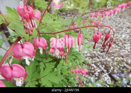 Fleur de jardin rose, en forme de coeur, sur une longue branche. Photo de haute qualité Banque D'Images