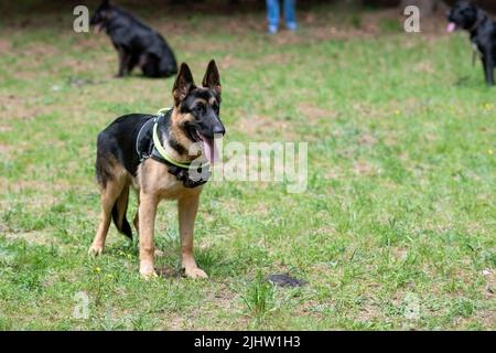 Service German Shepherd, en déchargement, en sortant de sa langue, se tient sur l'herbe. Photo de haute qualité Banque D'Images