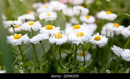 Belle prairie au printemps pleine de pâquerettes fleuries avec fleur blanche jaune et herbe verte - Marguerite d'oeillet, leucanthemum vulgare, oeil-de-bœuf, commo Banque D'Images
