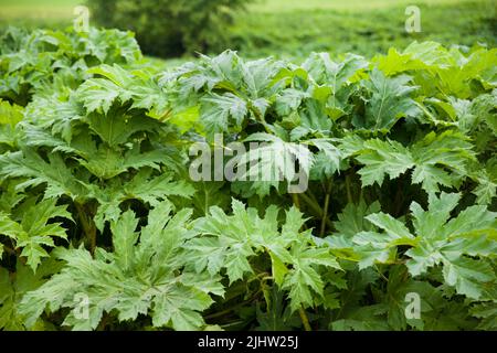 Heracleum mantegazzianum, feuilles. Herbe à poux géante sous la lumière du soleil en été. Une grande plante d'herbe à herbe avec une inflorescence blanche. Banque D'Images