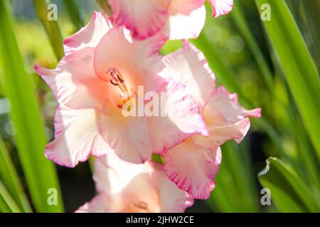 Magnifique gros plan sur du gladiolus rose sur fond vert. Le jardin gladiolus est une plante qui ne hiberne pas dans le sol. Formes squameuses, un an tu Banque D'Images