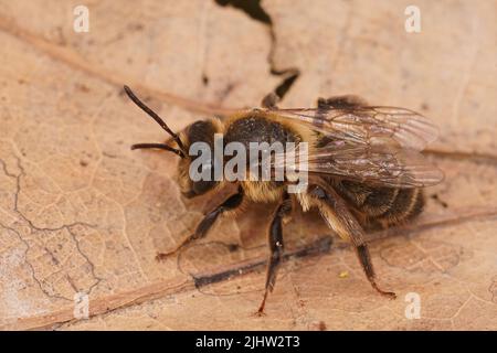 Gros plan détaillé sur une abeille d'extraction de chocolat solitaire fraîche émergée femelle, Andrena scotica Banque D'Images