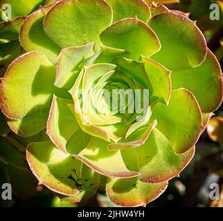 Echeveria elegans Calgary Zoo Alberta Banque D'Images