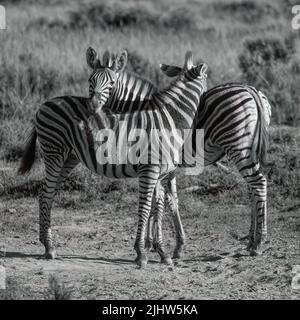 Une photo en niveaux de gris de deux zèbres embrassant Banque D'Images