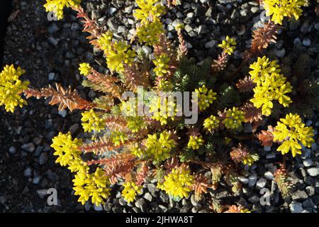 Fleurs jaunes de sedum ochroleucum, plante succulente poussant à l'état sauvage dans le cimetière européen Stonecrop Banque D'Images