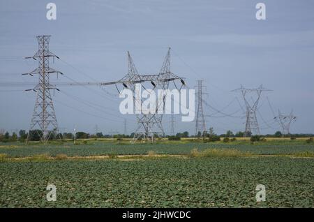 Tours de transmission d'électricité hydroélectrique dans le domaine agricole des usines de Brassica oleracea - Broccoli, Québec, Canada Banque D'Images