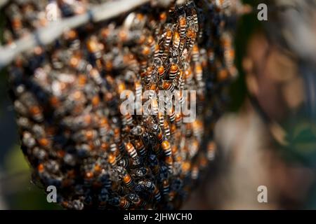 Vue rapprochée des abeilles couvrent le nid d'abeilles dans la forêt Banque D'Images