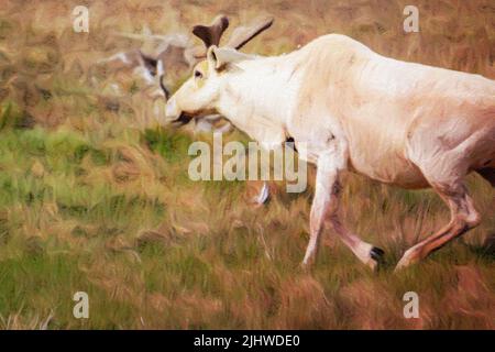 Effet de la couleur de l'eau sur un caribou à terre-neuve Banque D'Images