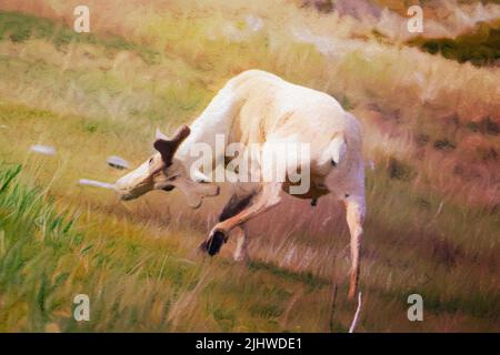 Effet de la couleur de l'eau sur un caribou à terre-neuve Banque D'Images