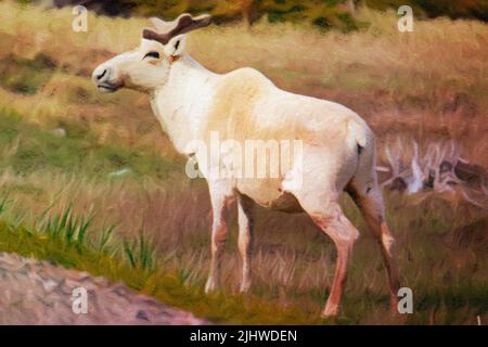 Effet de la couleur de l'eau sur un caribou à terre-neuve Banque D'Images