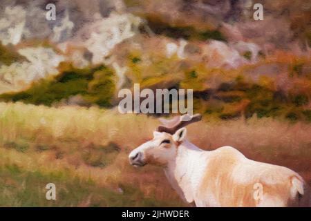 Effet de la couleur de l'eau sur un caribou à terre-neuve Banque D'Images