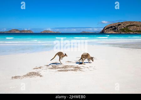 Famille Kangaroo sur la plage de Lucky Bay, Esperance, Australie occidentale Banque D'Images