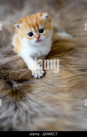 Les chatons de bébé apprennent à ramper sur un tapis de laine marron. Cheveux courts anglais cheveux dorés innocents regardant espiègle se promener, vue de face complète. Banque D'Images